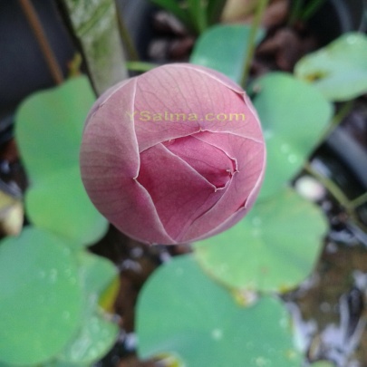 Kuncup Bunga Lotus Tampak Atas